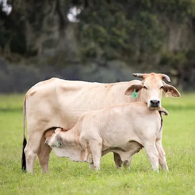 thumbnail for publication: Florida Cow-Calf and Stocker Beef Safety and Quality Assurance Handbook: Record Keeping for Beef Qualtiy Assurance